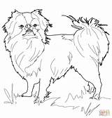 Chin Japanese Coloring Pages Supercoloring Dog Drawing Printable Getdrawings sketch template
