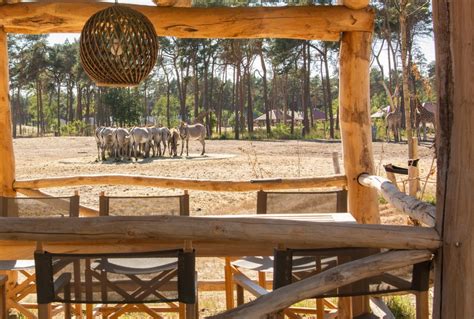 safari resort beekse bergen  hilvarenbeek die besten angebote