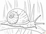 Snail Caracol Snails Escargot Schnecke Lumaca Schnecken Colorear Longa Folha Hoja Caracoles Stampare Respire Terrestre Larga Disegno Lumache Weinbergschnecke Supercoloring sketch template