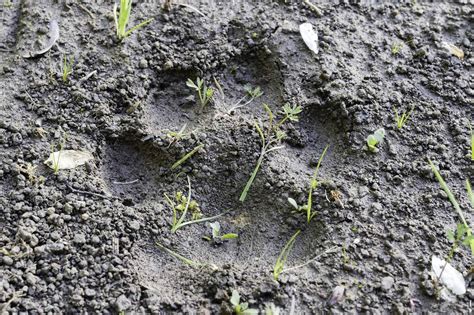 bobcat tracks identification guide  snow mud     animals
