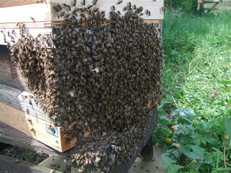 honeybee    queen workers drones talking  bees