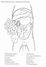 Dissection sketch template