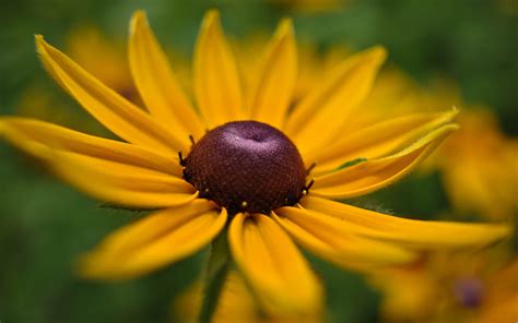 Yellow Flower A1 Hd Desktop Wallpapers 4k Hd