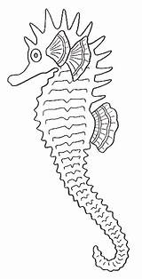 Hippocampe Seepferdchen Coloriages Colorier sketch template