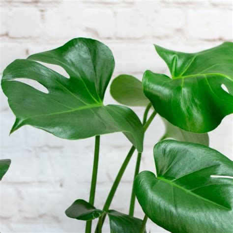 monstera plant care browns  florist bd canada
