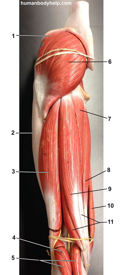 posterior thigh  model human body