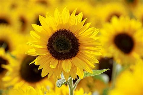 sunflowers     pexels stock