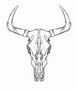 Skull Cow Bull Drawing Drawings Getdrawings Paintingvalley sketch template