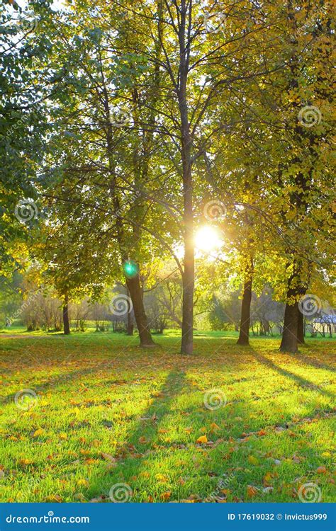 outdoor nature stock photo image  lush golden lawn