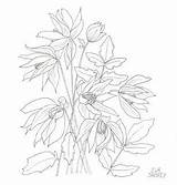 Clematis sketch template