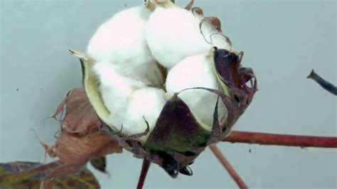 cotton boll opening slow motion youtube