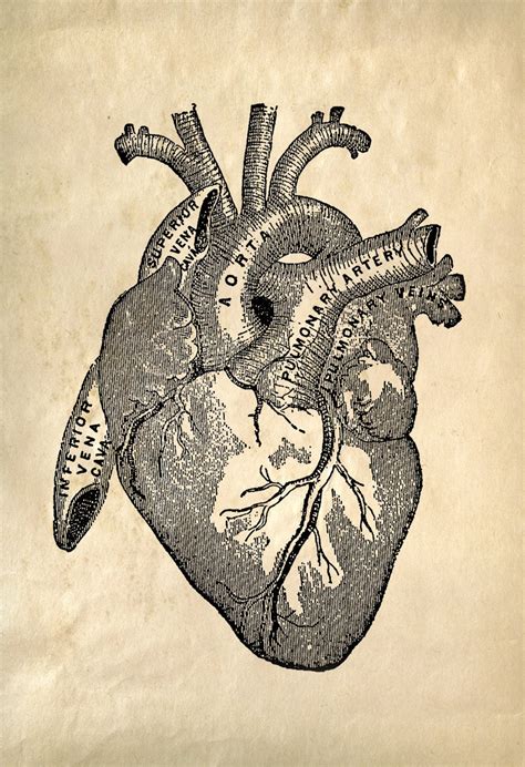 Heart Anatomy Vintage Reproduction Print Human Biology Chart
