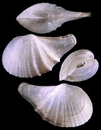 Afbeeldingsresultaten voor "cardiomya Costellata". Grootte: 143 x 185. Bron: www.idscaro.net