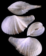 Afbeeldingsresultaten voor "cardiomya Costellata". Grootte: 150 x 185. Bron: www.idscaro.net