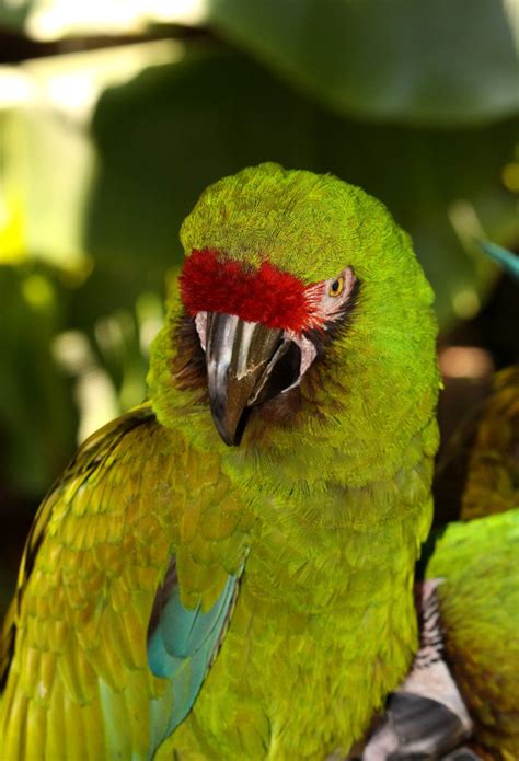 parrot jungle island   icorzo  deviantart jungle photography