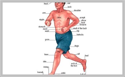 labeled body parts  spanish graph diagram