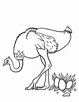 Ostrich Coloring Pages Printable Color Kids Coloringcafe Print Template sketch template