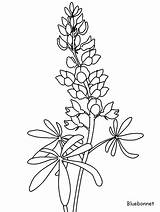 Coloring Pages Bluebonnet Flower Drawing Printable Blue Line Drawings Bonnets Flowers Coloringpagebook sketch template