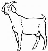 Goat Outline Clipart Clip Cliparts Baby Goats Coloring Animated Boer Drawings Animals Animal Pages Kid Mountain Cartoon Clipartbest Clipartmag Library sketch template