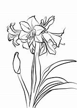 Amaryllis Coloring Drawing Pages Hardy Flower Printable Flowers Getdrawings Supercoloring Choose Board Drawings Line Coloringbay sketch template