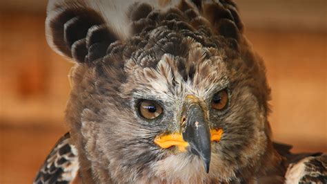 crowned eagle san diego zoo animals plants