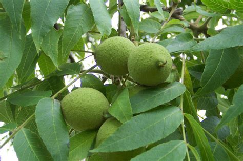 Black Walnuts How To Crack And Cook With Nature’s Toughest Nut Off