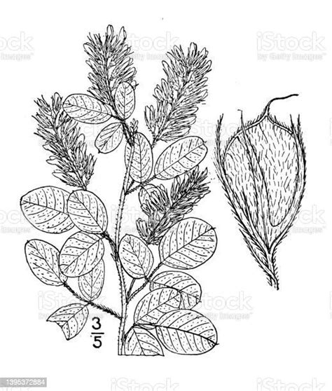 Antique Botany Plant Illustration Lespedeza Hirta Hairy Bush Clover