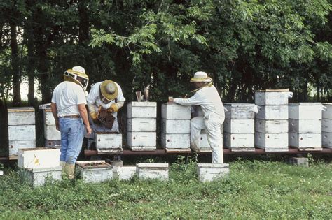 Weak Honey Bee Colonies May Fail From Cold Exposure During