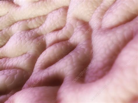 stomach lining artwork stock image  science photo library