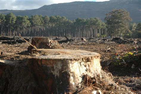 undercover tree hugger   deforestation