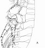 Afbeeldingsresultaten voor "Bathyporeia Pilosa". Grootte: 93 x 100. Bron: www.researchgate.net