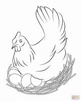 Coloring Pages Chicken Supercoloring Printable sketch template