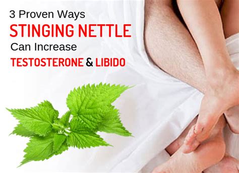 3 proven ways stinging nettle can increase your testosterone and libido
