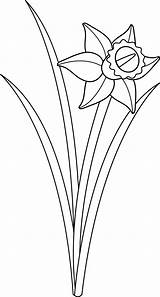 Clip Daffodil Flower Line Clipart Drawing Daffodils Cliparts Printable Transparent Lines Narcissus Collection Outline Drawings Lineart Coloring Botanical Library Leaf sketch template