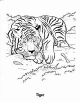 Tiger Coloring Pages Printable Tigers Kids Jungle Animal Forest Habitat Color Print Drawing Clipart Resting Adult Colouring Adults Wild Animals sketch template