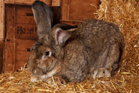 world s biggest rabbit darius is finally retiring from his lavish