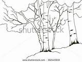 Birch Coloring Tree Drawn Trees Four Nature Illustration Cartoon Hand Book Getcolorings Shutterstock 341px 27kb sketch template