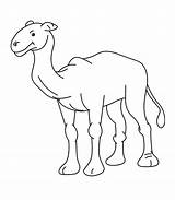 Camel Dromadaire Animaux Coloriage Coloriages sketch template
