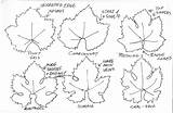 Grape Leaf Drawing Getdrawings sketch template