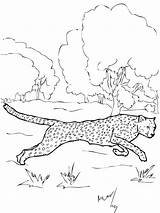 Cheetah Coloring Pages Kids Printable Bestcoloringpagesforkids Print Family Animal Sheets Zoo Visit Cartoon sketch template