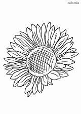 Sunflower Sonnenblume Coloring Kostenlos Malvorlagen Blumen Malvorlage Stiel Ohne Sonnenblumen Ausmalbild Sunflowers sketch template