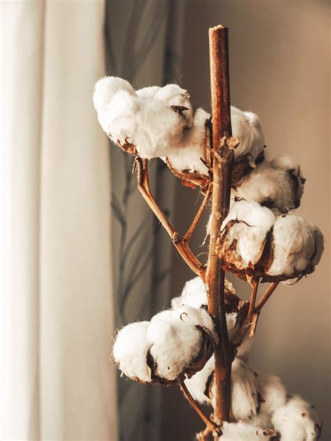 preco kupovat organicku bavlnu simplyberenica pre lepsi svet
