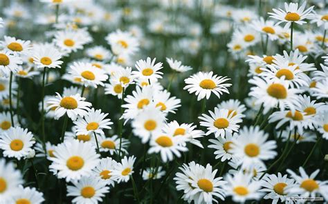 white daisy wallpaper colors wallpaper  fanpop