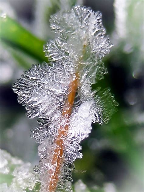 ice flower  iriscupdeviantartcom  atdeviantart ijs
