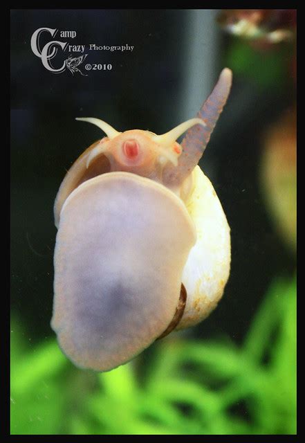 Gold Mystery Snail Flickr Photo Sharing