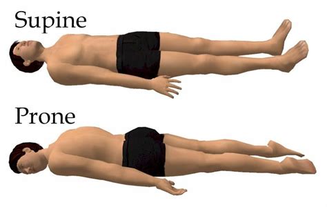 prone position explanation   biology dictionary