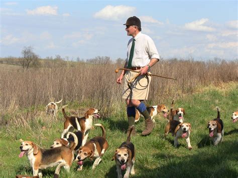 beagle hunting dog training doggycom