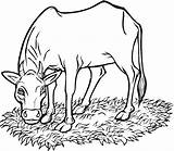 Vaca Krowa Cows Kolorowanki Kolorowanka Cattle Comendo Krowy Grama Pastando Druku Coloringme Vacas Drukuj sketch template