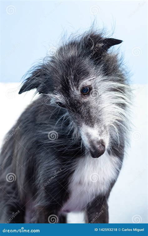 canine hairdresser dries  wet hair   greyhound   powerful