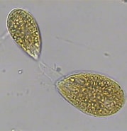 Afbeeldingsresultaten voor "chiridiella Ovata". Grootte: 179 x 185. Bron: smartbaysteresa.com